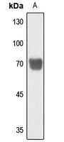 1 - Anti-PGHS-1 Antibody AP59682