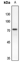 1 - Anti-RAP1GAP Antibody AP59685
