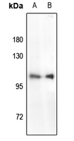 1 - Anti-RB1 (Phospho-S780) Antibody AP59686