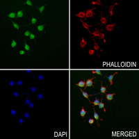 3 - Anti-c-Rel Antibody AP59687