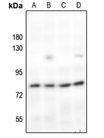 1 - Anti-c-Rel Antibody AP59687