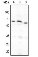 1 - Anti-NF-kappaB p65 (Phospho-S276) Antibody AP59688
