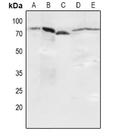 1 - Anti-NF-kappaB p65 (Phospho-S536) Antibody AP59689