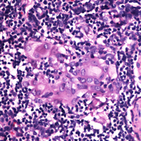 19 - Anti-RGS1 Antibody AP59690