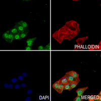 3 - Anti-RGS10 Antibody AP59691