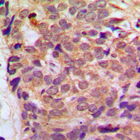 19 - Anti-RGS10 Antibody AP59691