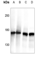 1 - Anti-CLIP1 Antibody AP59694