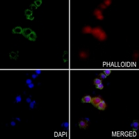 3 - Anti-CXCL12 Antibody AP59695
