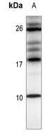 1 - Anti-CXCL12 Antibody AP59695