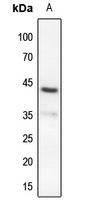 1 - Anti-MKK4 (Phospho-S80) Antibody AP59696
