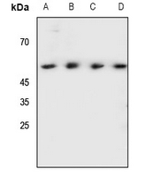 1 - Anti-SHB (Phospho-Y246) Antibody AP59699