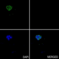 3 - Anti-PEPT1 Antibody AP59700