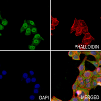 3 - Anti-SLC22A3 Antibody AP59702