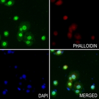 3 - Anti-SUMO2/3 Antibody AP59703