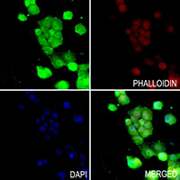 3 - Anti-SOD1 Antibody AP59705