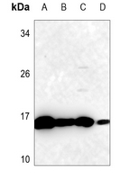 1 - Anti-SOD1 Antibody AP59705