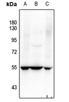1 - Anti-SOX9 (Phospho-S181) Antibody AP59706