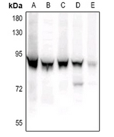 1 - Anti-STAT3 (Phospho-S727) Antibody AP59709