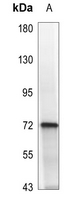 1 - Anti-SYK (Phospho-Y323) Antibody AP59711