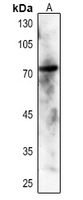 1 - Anti-SYK (Phospho-Y348) Antibody AP59712