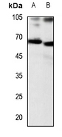 1 - Anti-CD156b Antibody AP59713
