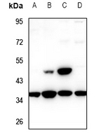 1 - Anti-TCF19 Antibody AP59714