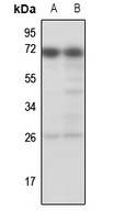 1 - Anti-TESK1 Antibody AP59715