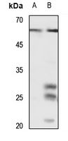 1 - Anti-CD141 Antibody AP59716