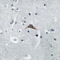 19 - Anti-CD284 Antibody AP59719