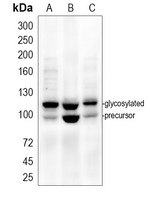 1 - Anti-CD284 Antibody AP59719