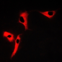 3 - Anti-Tetraspanin 8 Antibody AP59720
