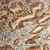 19 - Anti-Tetraspanin 8 Antibody AP59720