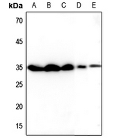 1 - Anti-Tetraspanin 8 Antibody AP59720