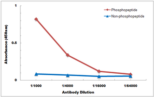 10 - Anti-p53 (Phospho-S15) Antibody AP59722