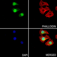3 - Anti-UBC9 Antibody AP59724