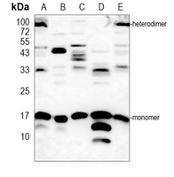 1 - Anti-SUMO1 Antibody AP59725