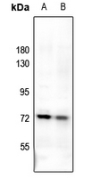 1 - Anti-Uromodulin Antibody AP59726
