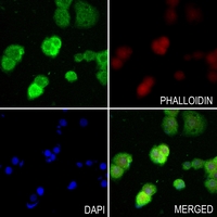 3 - Anti-UDG Antibody AP59727