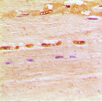 19 - Anti-UDG Antibody AP59727