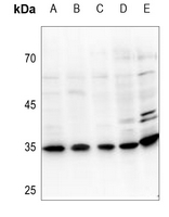 1 - Anti-UDG Antibody AP59727