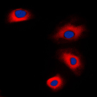 3 - Anti-VASP Antibody AP59728