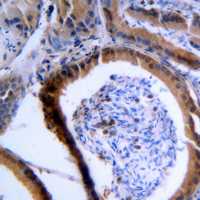 19 - Anti-VASP Antibody AP59728
