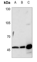 1 - Anti-VASP Antibody AP59728
