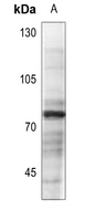 1 - Anti-Vitronectin Antibody AP59731