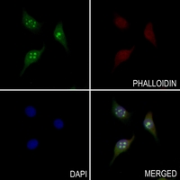 3 - Anti-CLIP2 Antibody AP59732