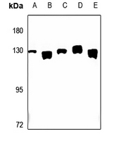 1 - Anti-CLIP2 Antibody AP59732