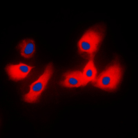 3 - Anti-14-3-3 epsilon Antibody AP59733