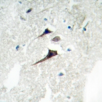 19 - Anti-14-3-3 epsilon Antibody AP59733