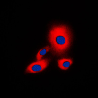 3 - Anti-14-3-3 zeta (Phospho-S58) Antibody AP59734