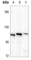 1 - Anti-ZNF227 Antibody AP59735